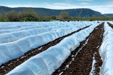 Farming in Greece, rows of small greenhouses covered with plastic film with growing melon plants in spring season