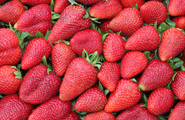 red background of many ripe strawberries just harvested