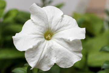 Petunia white macro, flower close-up.