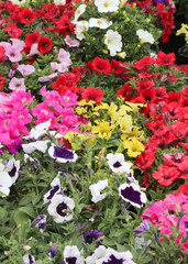 background of many hybrida petunias also called petunia x atkins