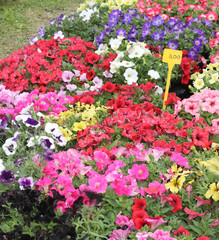 Fototapeta na wymiar petunias flowers in pots for sale
