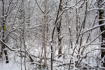 Long winter with snow covered trees