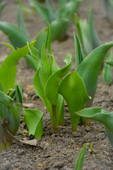 tulip seedlings in a flower bed