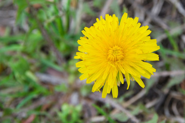 Yellow Dandelion In The Grass Green Meadow