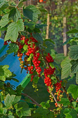 Garden fruit Red Currants 'Rovada' growing in an allotment fruit garden