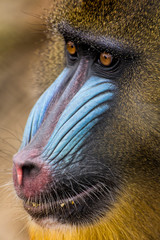 Mandrillus sphinx portrait