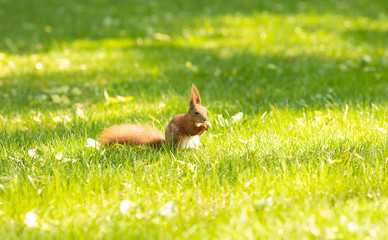 Red squirrel sitting on a green grass in the Park