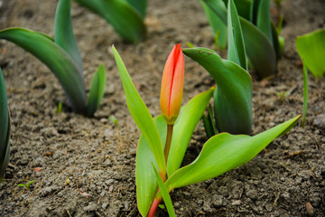 tulip seedlings in a flower bed