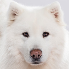 Studio portrait of a beautiful Samoyed dog against neutral background