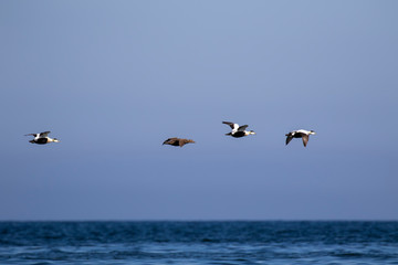Fototapeta na wymiar Sea bird flying above a deep blue calm sea on a sunny spring day in scotland.