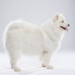 Studio portrait of a beautiful Samoyed dog against neutral background