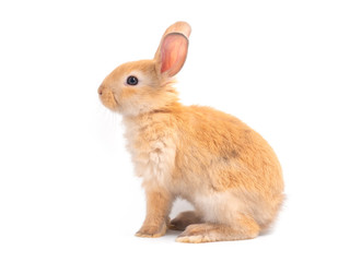 Orange-brown cute baby rabbit isolated on white background. Side view of lovely brown rabbit sitting.