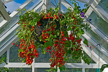 Container of tomatoes 'Hundreds and Thousands' growing in a hanging basket