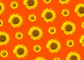 Colorful pattern of yellow sunflower. Orange background