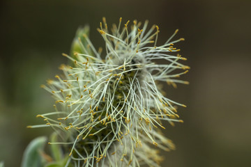 Willow - Salix caprea - buds blossoming in spring, Finland