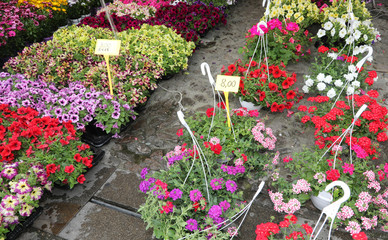 Fototapeta na wymiar flowers in pots for sale at market with tag price