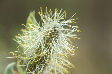 Willow - Salix caprea - buds blossoming in spring, Finland