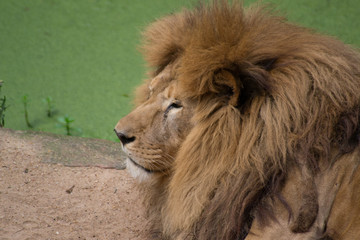 portrait of a lion
