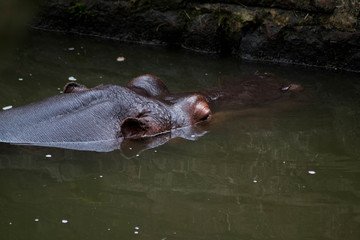 Fototapeta premium hippo in water