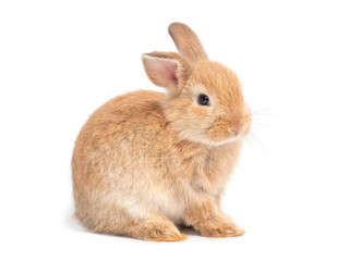 Brown cute baby rabbit isolated on white background. Lovely young brown rabbit sitting.