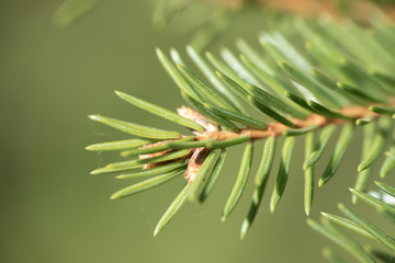 Spruce needles in spring, Finland, macro