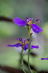 blue iris in the garden
