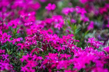 Obraz premium Green spring flowerbed in a garden near a footpath with a set small violet and crimson flowers. Bright background.
