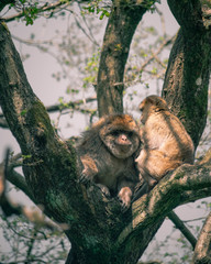 Nap time for monkeies