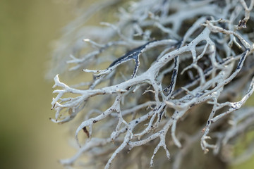 Gray moss on the tree branch in spring, Finland