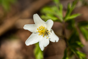 Close-up of white wood anemone and burred background. Spring in Finland. Anemone nemorosa.