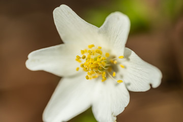 Close-up of white wood anemone and burred background. Spring in Finland. Anemone nemorosa.