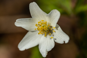 Close-up of white wood anemone and burred background. Spring in Finland. Anemone nemorosa.