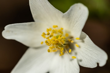 Close-up of white wood anemone and burred background. Spring in Finland. Anemone nemorosa.