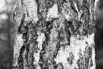 Birch tree with black and white birch bark as natural birch background with birch texture