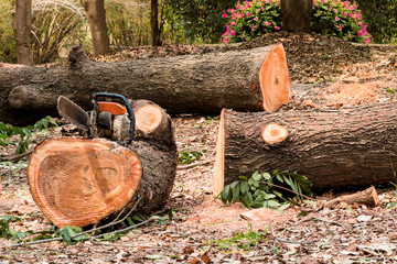 chainsaw and sawed wood