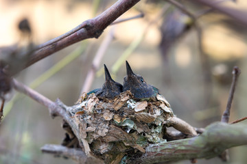 Two Hummingbirds in the nest