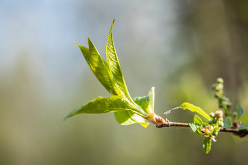 Young small willow leaves - Salix caprea, in spring, Finland