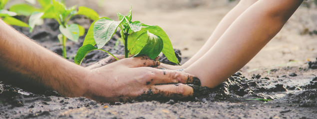 A child plants a plant in the garden. Selective focus.