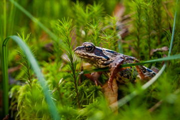 Frog in the forest. Princess Frog.