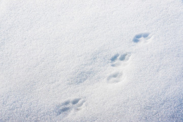 Paw prints in snow. footprints in the snow