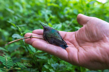 Hummingbird puppy in human hand