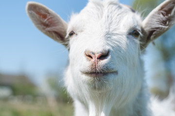Obraz premium White goat's head on a background of blue sky close-up, selective focus