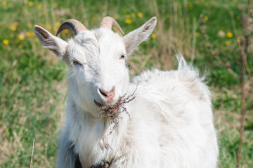 White horned goat eating dry grass on a green meadow on a summer sunny day