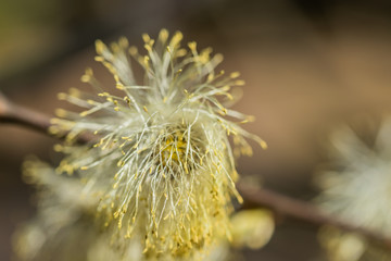 Willow - Salix caprea - buds blossoming in spring, Finland
