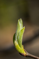 Young small willow leaves - Salix caprea, in spring, Finland