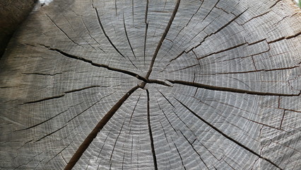 log cut