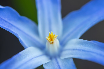 Blue flower scilla luciliae on a flower bed macro. Spring in Finland.
