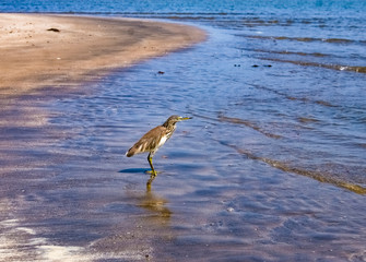 The bird stands in the water on the beach of Arambol in Northern Goa.India