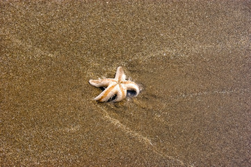 Live star fish on the beach of Goa India, holiday nature beauty on the shore