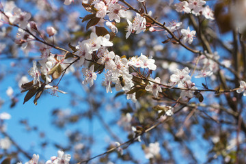 Cherry plum branches with white flowers and young leaves, spring concept.